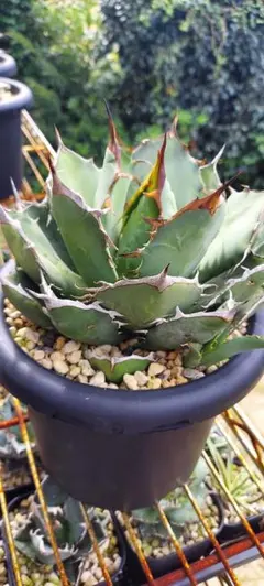 2025年最新】アガベローズの人気アイテム - メルカリ