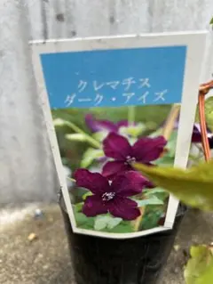 壺型クレマチス【藍玉】3.5寸苗 竹間園芸様育種株 - メルカリ