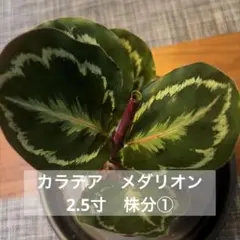 カラテア　メダリオン　2.5寸　株分①のサムネイル