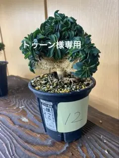 2026年最新】ギラウミニアナ 実生の人気アイテム - メルカリ