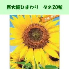 2026年最新】平地 ひまわりの人気アイテム - メルカリ
