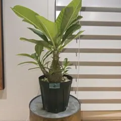 早い者勝ち！国内実生ウィンゾリーと3Dプリンター鉢付き！メルカリ便込み！ 早い者勝ち！国内実生ウィンゾリーと3Dプリンター鉢付き