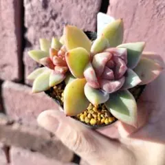 Shi3兄弟様 リクエスト 2点 まとめ商品