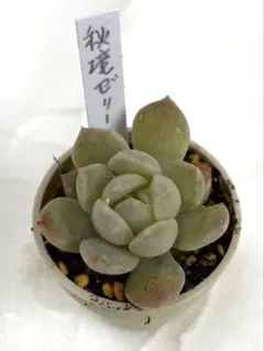 ☆秘境ゼリー☆☆多肉植物☆エケベリア☆おまとめOK☆