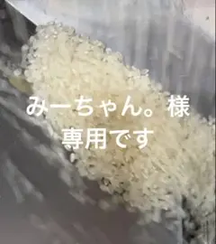色選4回、リピーター続出】静岡県産餅米まんげつもち」白米（玄米変更