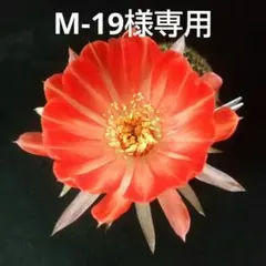 M19様 リクエスト 5点 まとめ商品