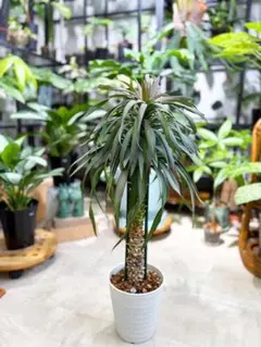 2026年最新】デスメティアーナ ユッカの人気アイテム - メルカリ