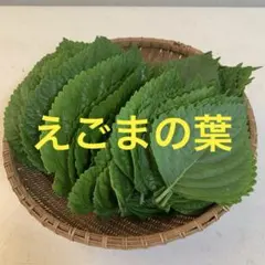 2025年最新】えごまの苗の人気アイテム - メルカリ