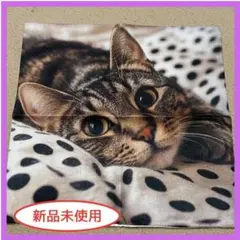 キジ猫柄　ネコ　クッションカバー　リアル　猫　キジトラ　45×45　インテリア