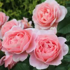 ちゃっぴーふう様 リクエスト 2点 まとめ商品