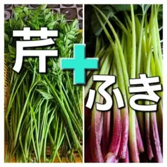 芹　田セリ　自然セリ　野セリ　ふき　フキ　野菜　セット
