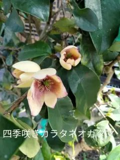 モクレン ガールマグノリア4年生 毎年開花 約90㌢宅急便 O1