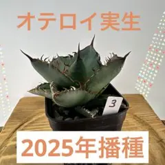 アガベ オテロイ 実生 2025播種 鉢植え発送 根鉢 2 - メルカリ