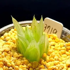 期間限定出品！】ハオルチア 「出藍」 H. 'Shutsuran' 多肉植物 - メルカリ