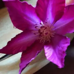 お着物の髪飾り☆お花のバレッタ