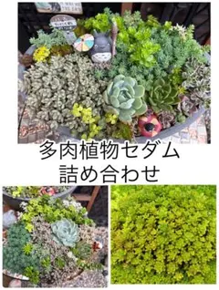 多肉植物　セダム多品種セット　お試し