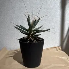 2025年最新】サボテン 晃山の人気アイテム - メルカリ