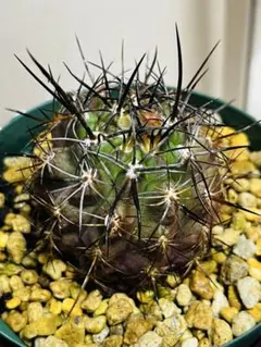 サボテン超貴重 コピアポアソラリス 沙羅玉 超希少株特選大株 検索黒王丸 孤竜丸 サボテン超貴重 コピアポアソラリス 沙羅玉 超希少株特選大株 検索黒