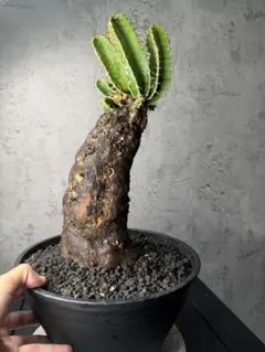 【希少発根済み】ユーフォルビア ムランジーナ コンパクト現地球 ユーフォルビア ムランジーナ 【発根済み】RF231965(T) | RAFLUM