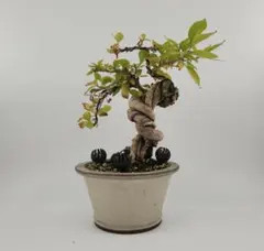 小品 懸崖 紫式部盆栽 五葉松盆栽 真柏盆栽 懸崖 真柏 黒松 赤松 五葉松のサムネイル