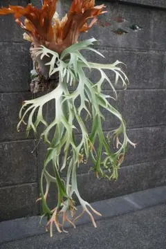 P.Willinckii 'OMG' spore - メルカリ