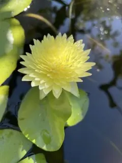 2026年最新】熱帯性睡蓮の人気アイテム - メルカリ