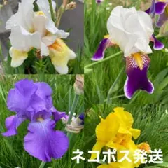 ジャーマンアイリスの球根 (白色) 6株セット - メルカリ