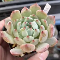 多肉植物 花月夜xザラゴーサspノバ 優木園さん苗 - メルカリ