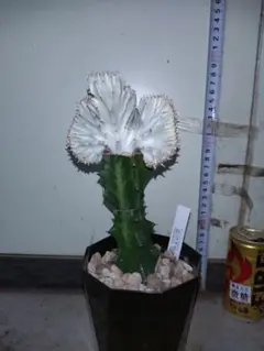 ユーフォルビア　マハラジャ　現品のサムネイル