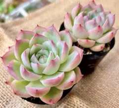 FFFFT様 リクエスト 2点 まとめ商品