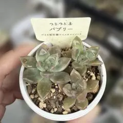 多肉植物 つぶつぶ屋 バブリー 3苗 カット苗のサムネイル