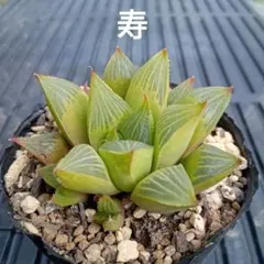 suz様 リクエスト 2点 まとめ商品