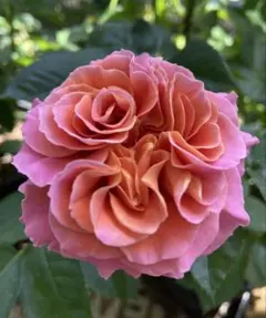 薔薇シャルール正規品6号鉢接木苗3年生 - メルカリ