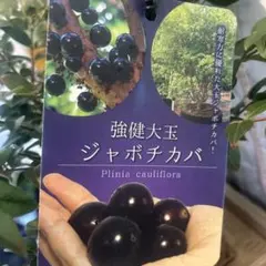 2026年最新】ジャボチカバ 小葉の人気アイテム - メルカリ