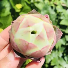 蟠桃パルマ　新品種　グリーノビア　多肉植物のサムネイル