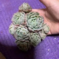 ざじ様 リクエスト 4点 まとめ商品