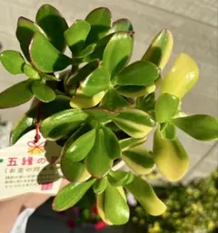 2026年最新】金のなる木 花月錦の人気アイテム - メルカリ