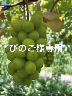 ぴのこ様専用　シャイン