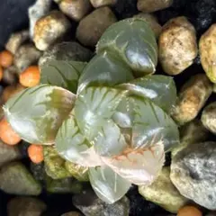 サ*ト様 ハオルチア　オブツーサ錦　水中月錦2