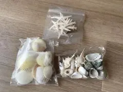 ヒトデ　貝殻　セット