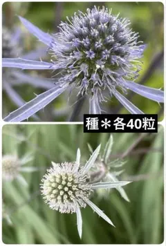 エリンジウム　ブルー&ホワイトグリッター　種　各40粒