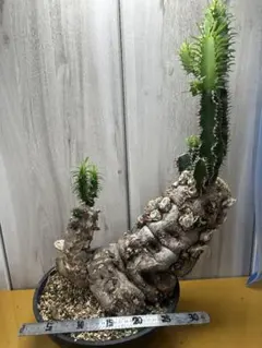 陰性水草 Bucephalandra motleyana Miri産 親株2芽 - メルカリ