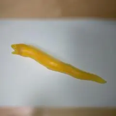 ムラエナヘレナ シーモンスターズ　&co デアゴスティーニ　アンドコ