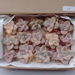 33.多肉植物　ティテュバンス錦　カット苗　詰め合わせ