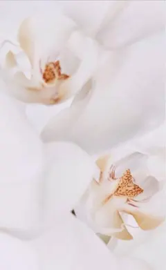 【専用】②