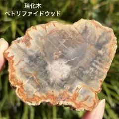 2026年最新】珪化木 スライスの人気アイテム - メルカリ
