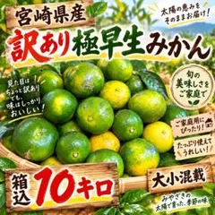 きみのさん専用、箱込み10キロ、訳あり 宮崎県産 訳あり極早生みかん 箱込10キロ n - メルカリ