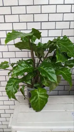 アロカシア・ローライダー【鉢ごと発送】★とっても元気です アロカシア・ローライダー【鉢ごと発送】☆とっても元気です