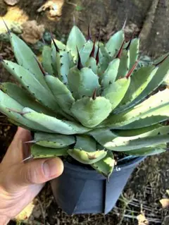 アガベ　八荒雷神　カキコのサムネイル