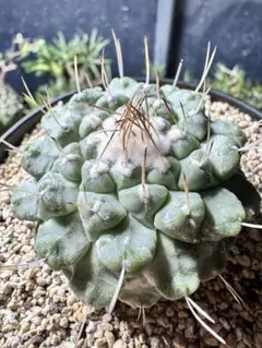 菊水　実生　錣化　菊鉢6号　サボテン Yahoo!オークション - 優良株 菊水綴化 実生 ストロンボカクタス